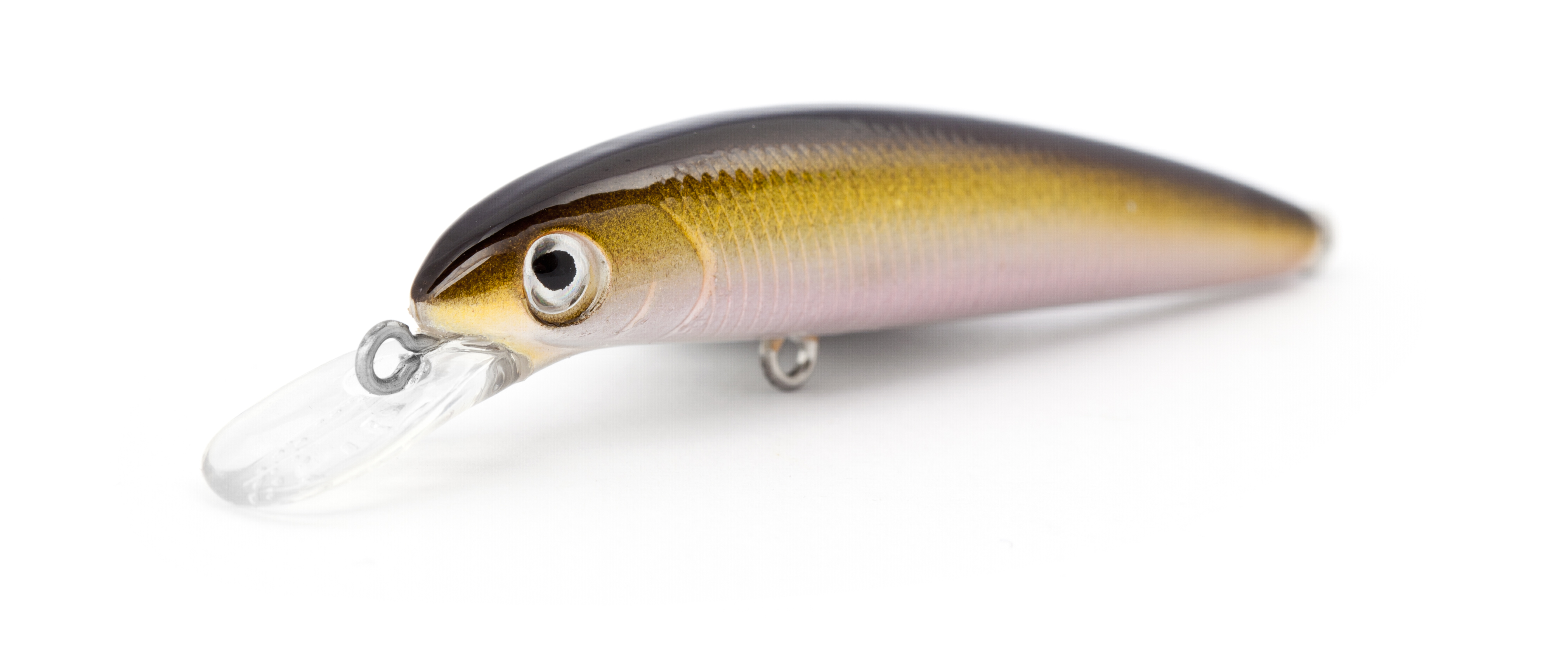 Brown Shad