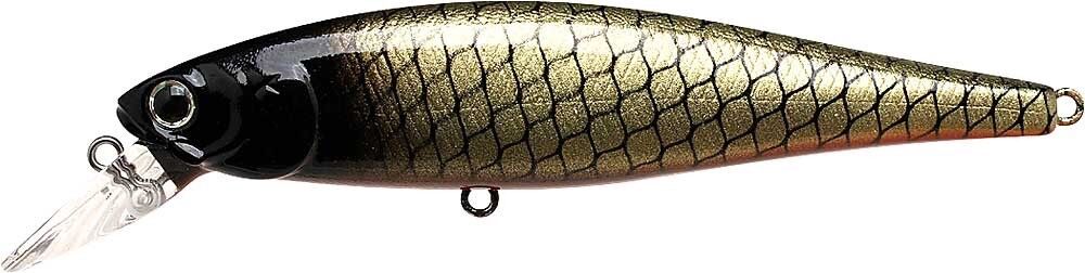 GOLDEN SUCKER