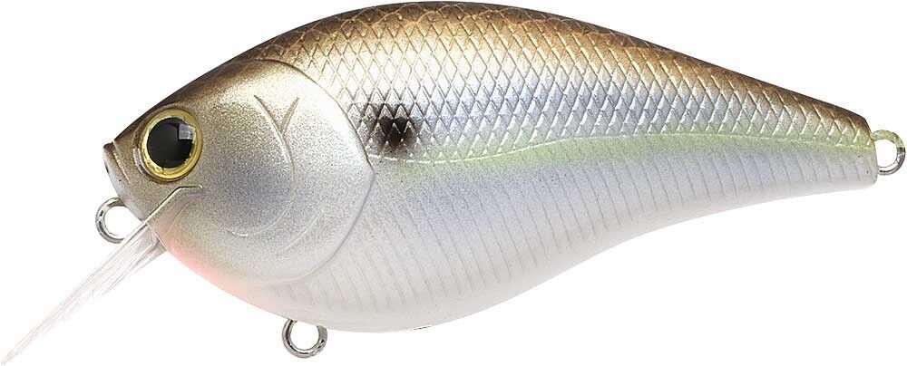 GIZZARD SHAD