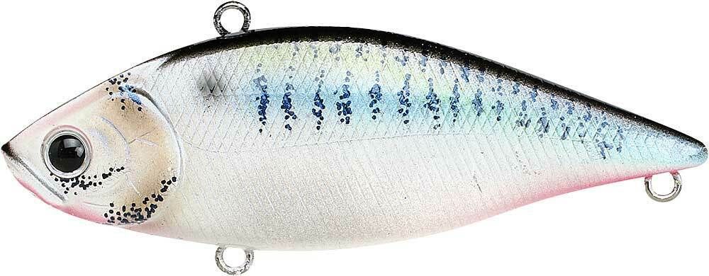 LIVE THREADFIN SHAD