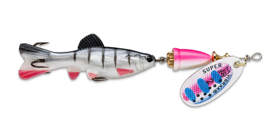 Rainbow Trout